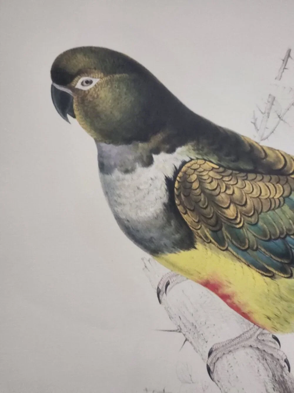 Parrot Print: Victorian Bird Illustration, by Edward Lear